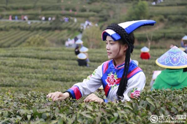 2024汉中春茶预计3月中下旬开采