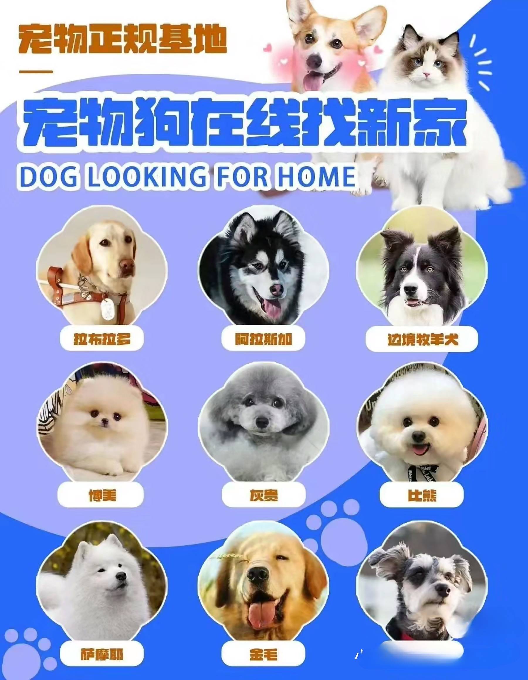 杭州哪里有正规犬舍猫舍杭州买宠物这里安全可靠可实体店挑选宠物