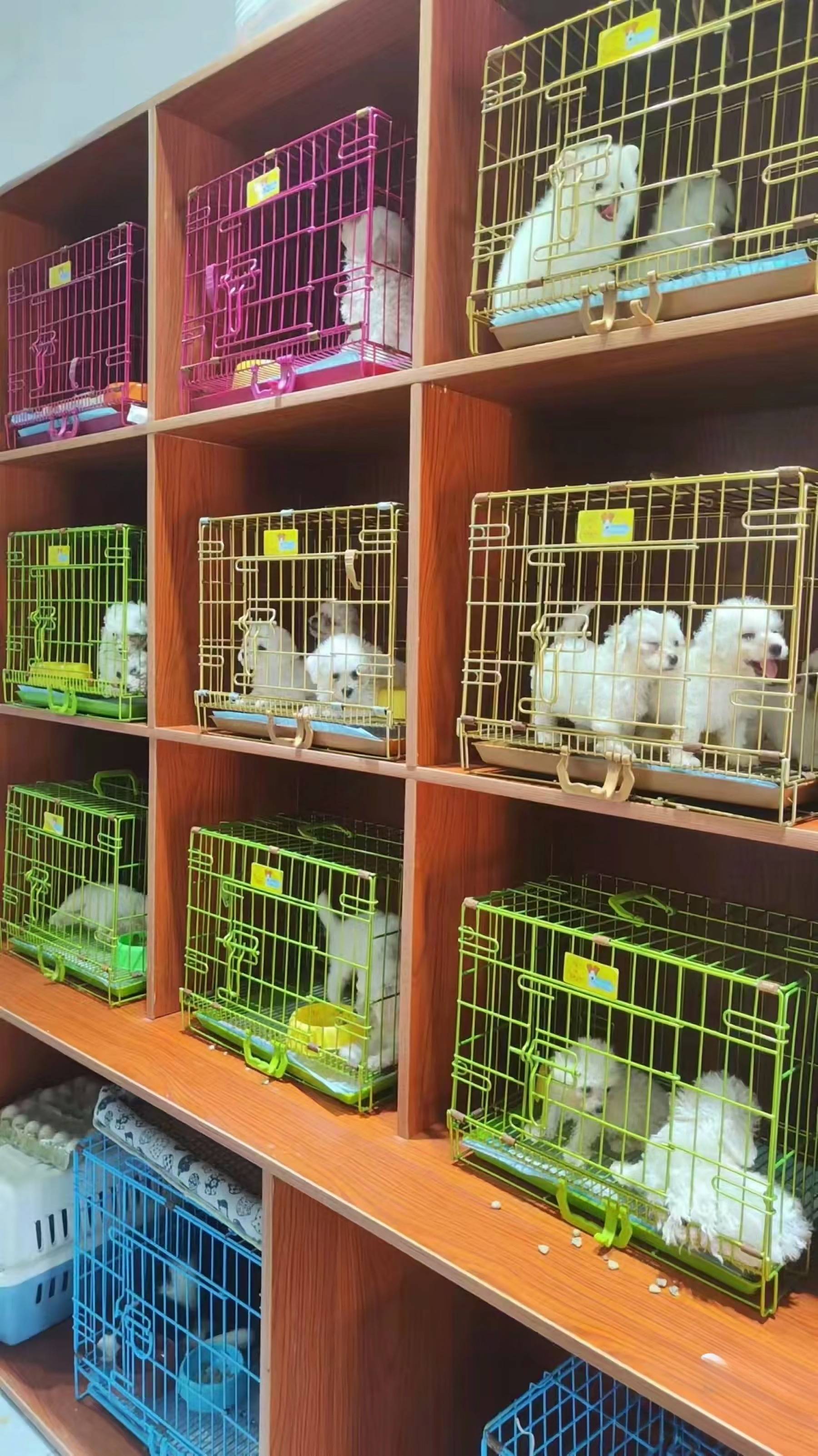 上海哪里有正规宠物基地,上海买宠物这里安全可靠可实体店挑选宠物!