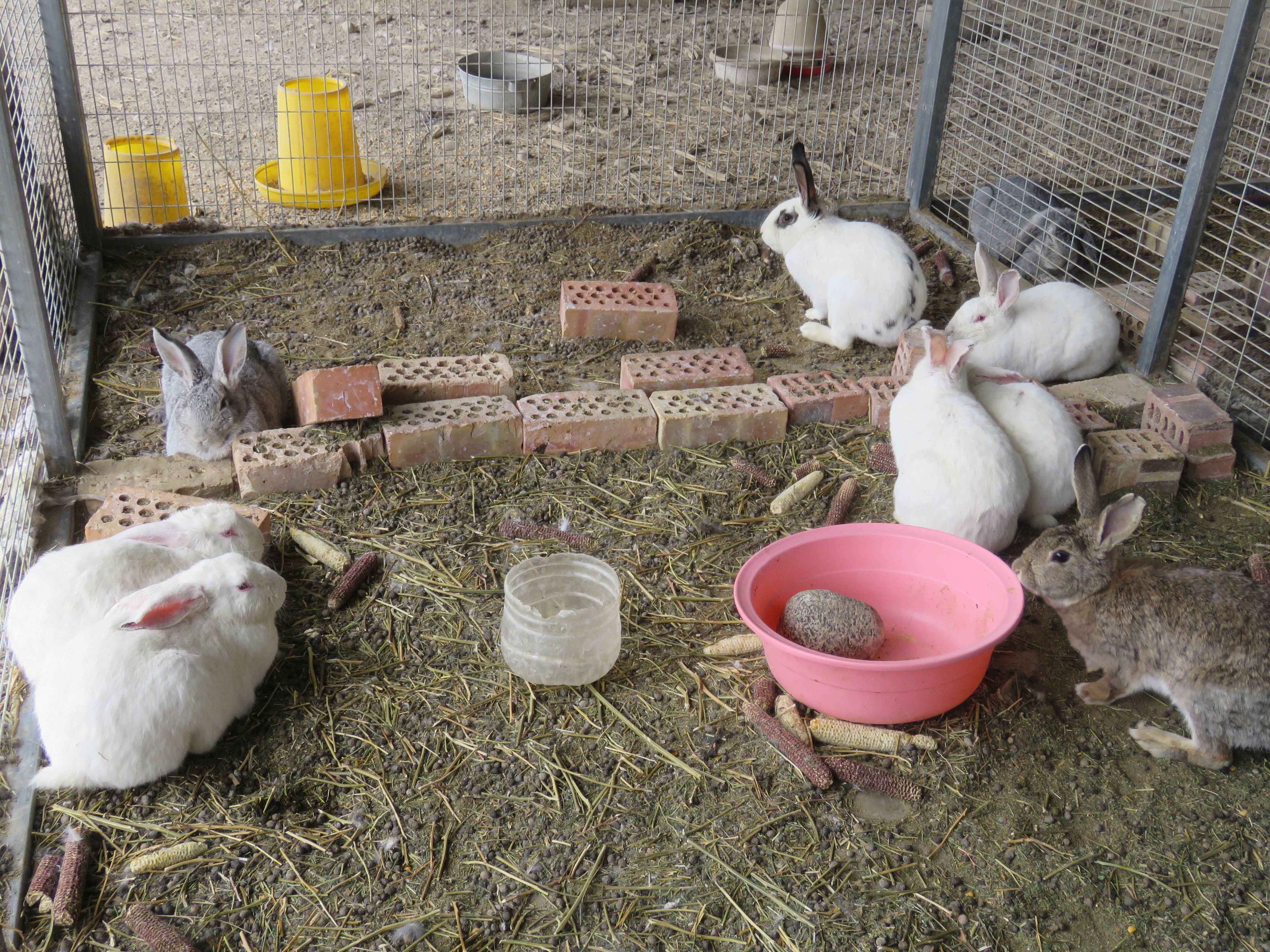 和硕县新塔热乡:小庭院大收益 "兔"飞猛进有奔头