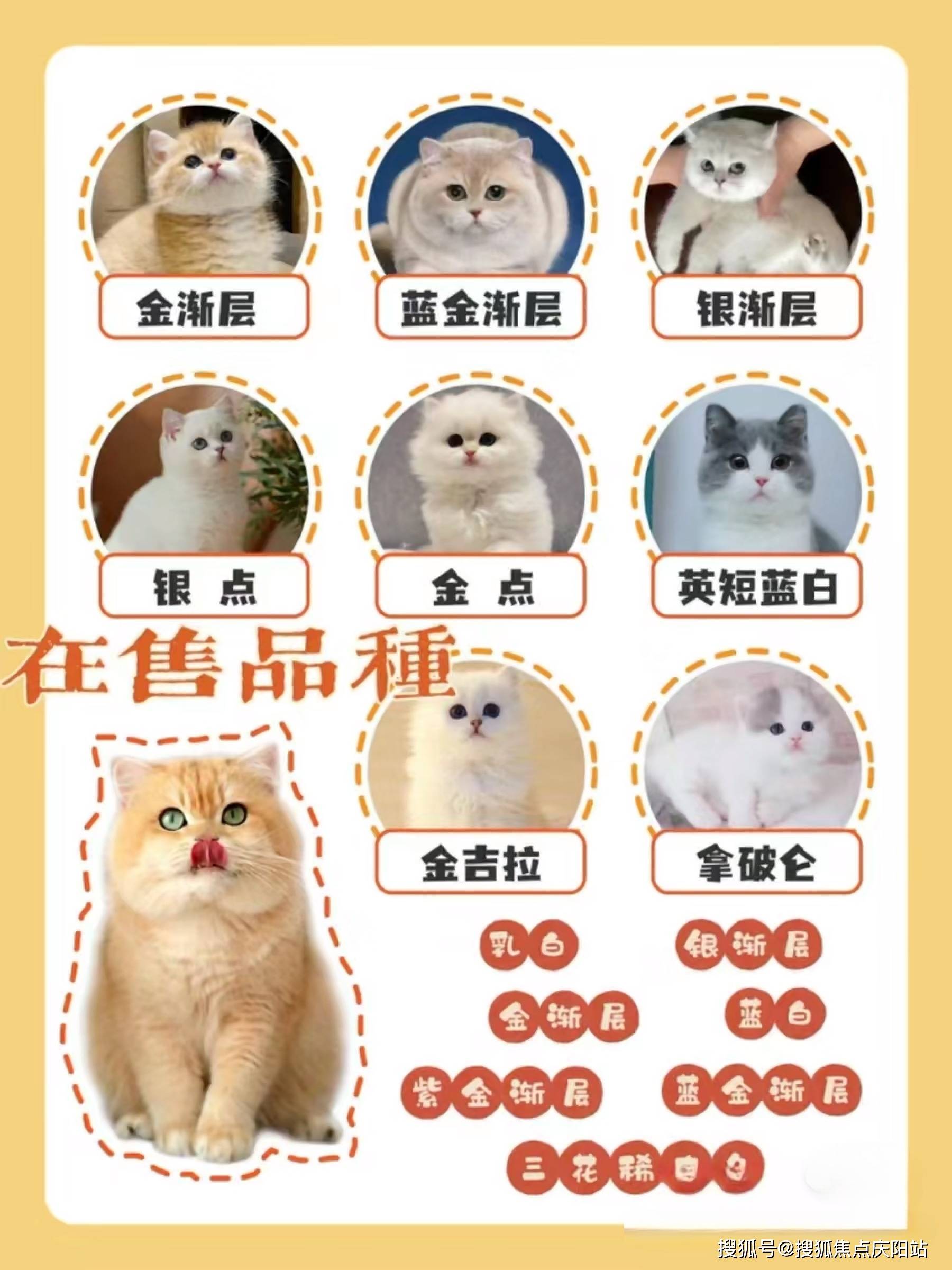 深圳哪里可以买到银渐层深圳买银渐层这里安全可靠可实体店挑选宠物