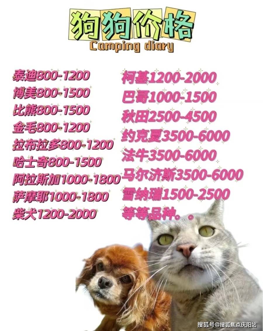 深圳哪里有卖萨摩耶狗的地方,深圳买萨摩耶这里安全可