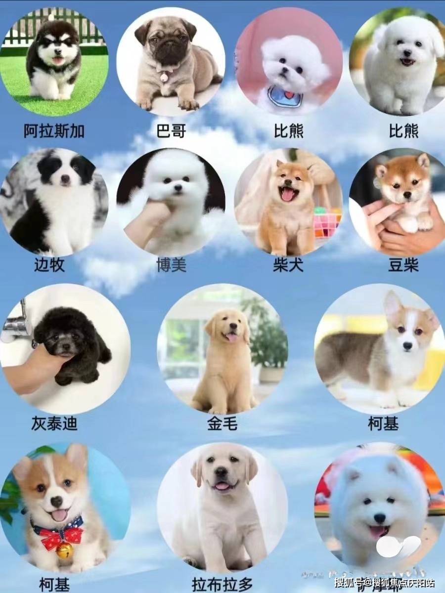 所有宠物均已完成全球高质量疫苗注射及内外驱虫处理,确保纯种且健康