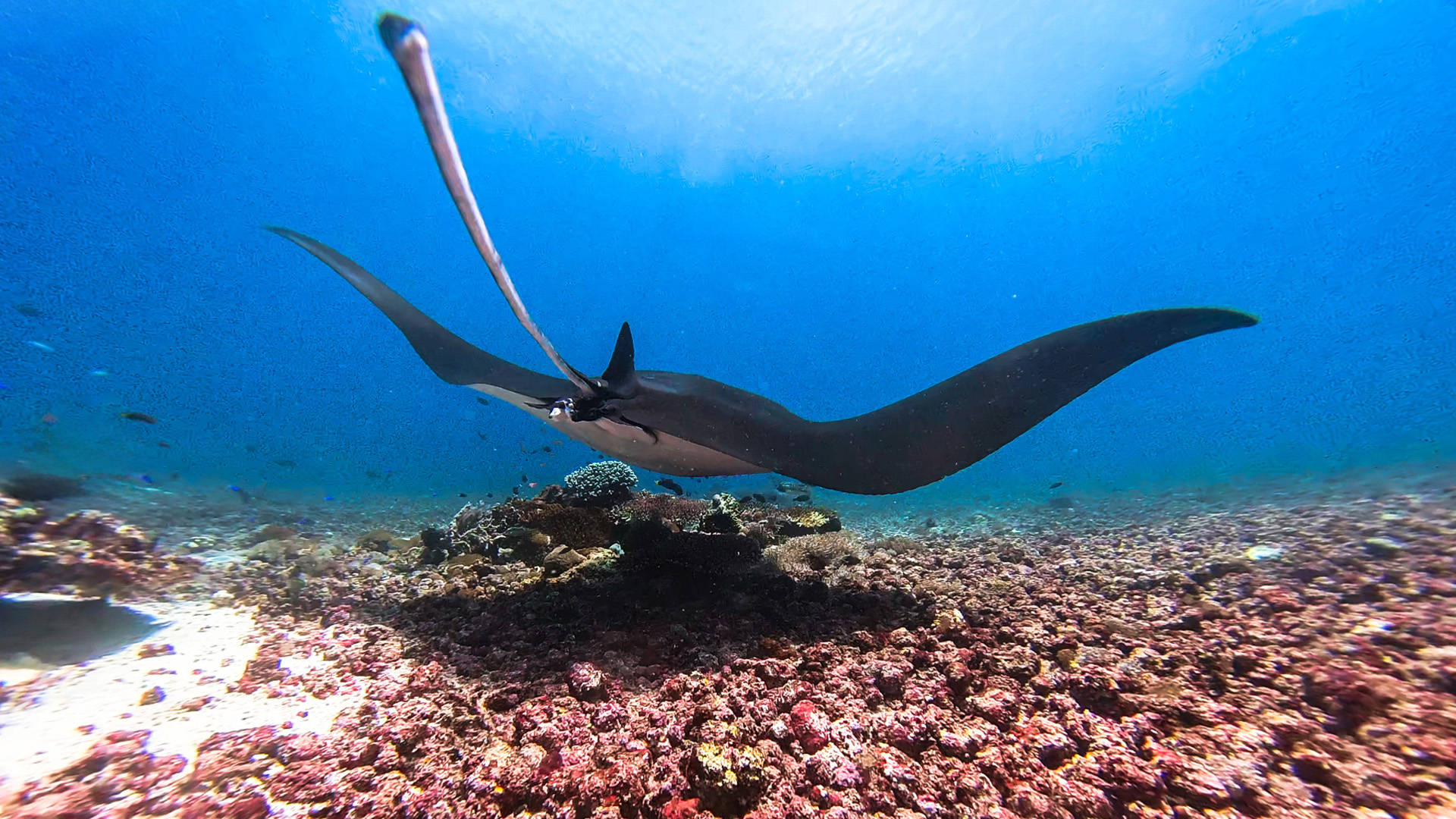 原创在印度尼西亚潜水看魔鬼鱼群这里是科莫多的著名潜点mantapoint