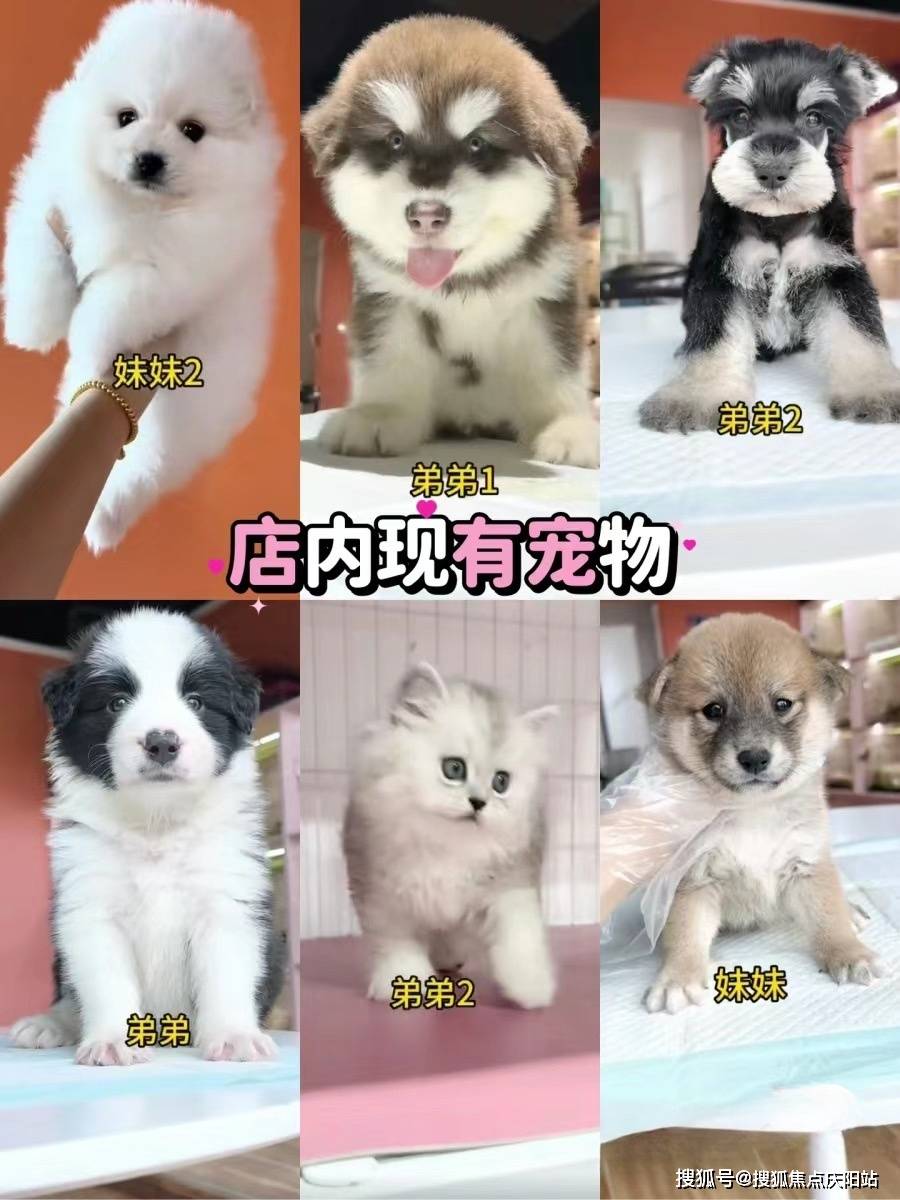 成都买萨摩耶哪里比较安全这里安全可靠还能实体店挑选宠物