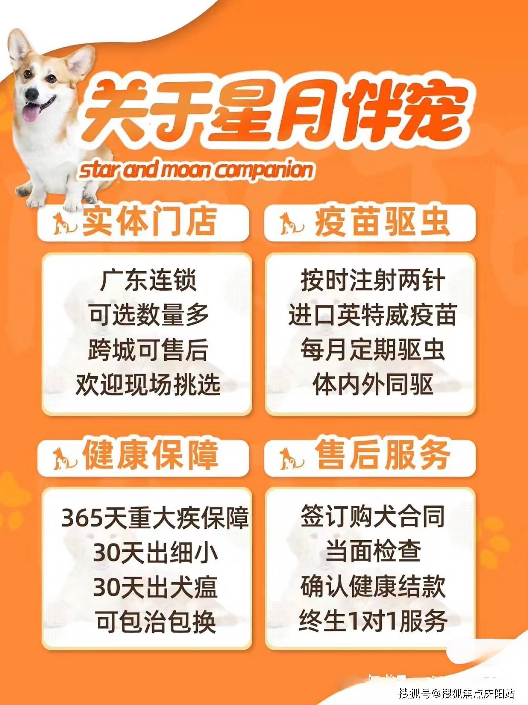 目前哪里有狗市猫市广州目前哪里有狗市猫市首页网站广州买宠物详情
