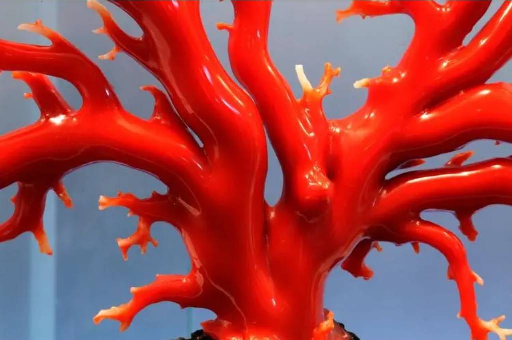 海南红珊瑚:大海的宝藏