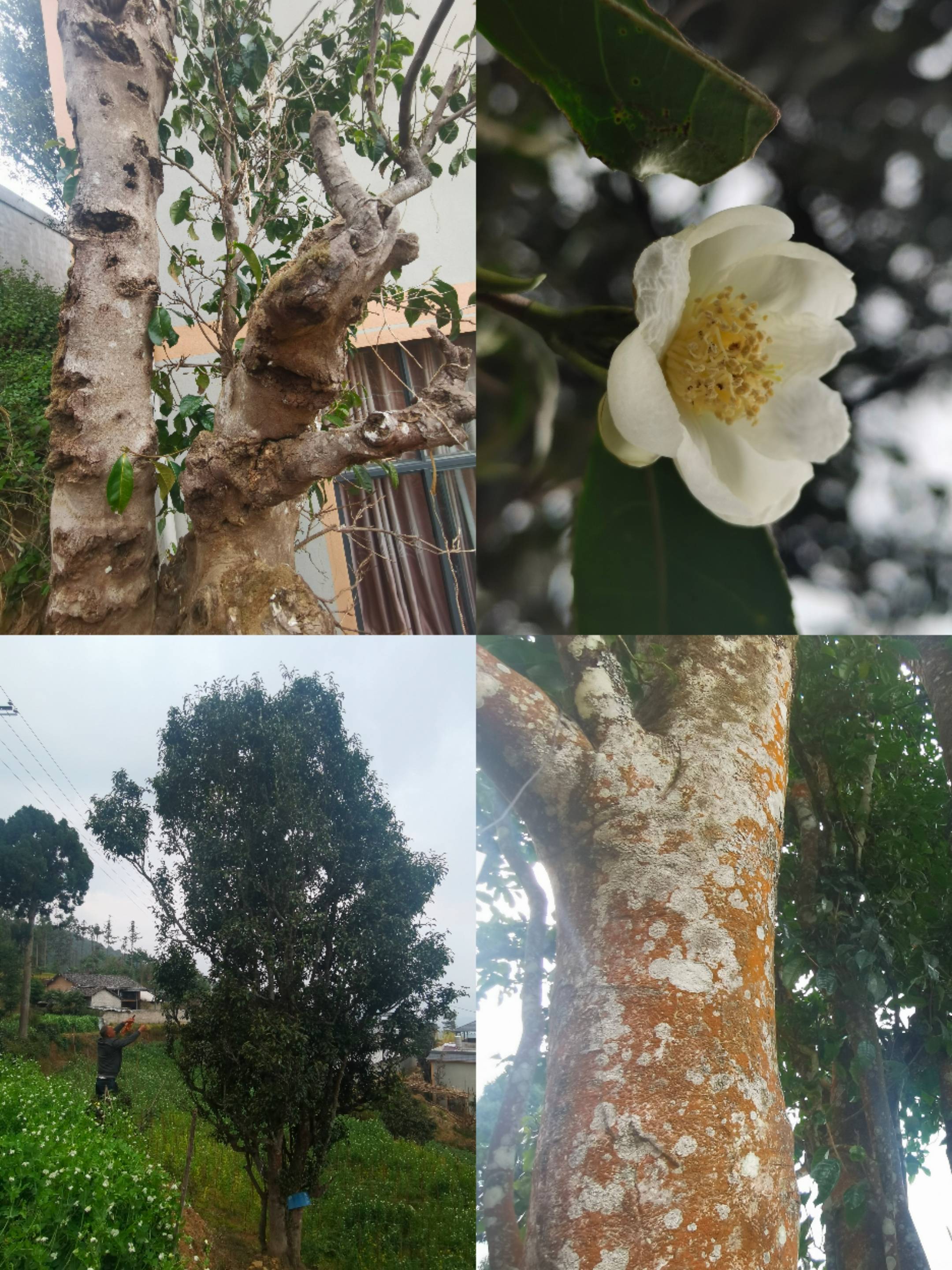 大水沟流淌的古香茶韵