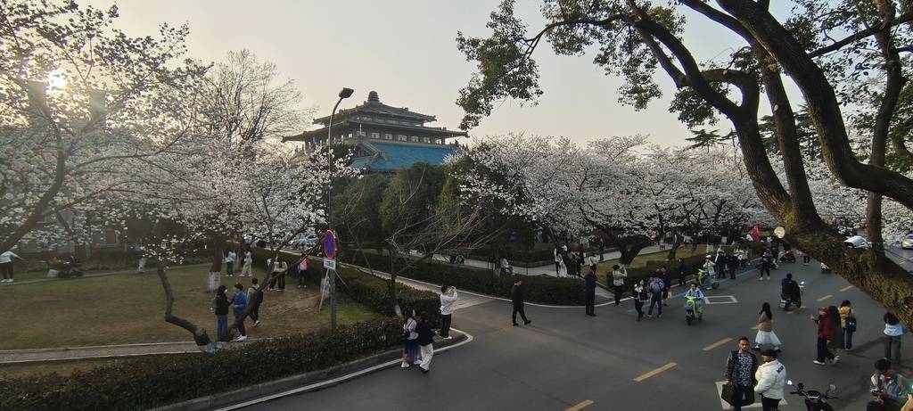 武汉大学樱花大爷 康强武汉_专业_沦陷_武昌