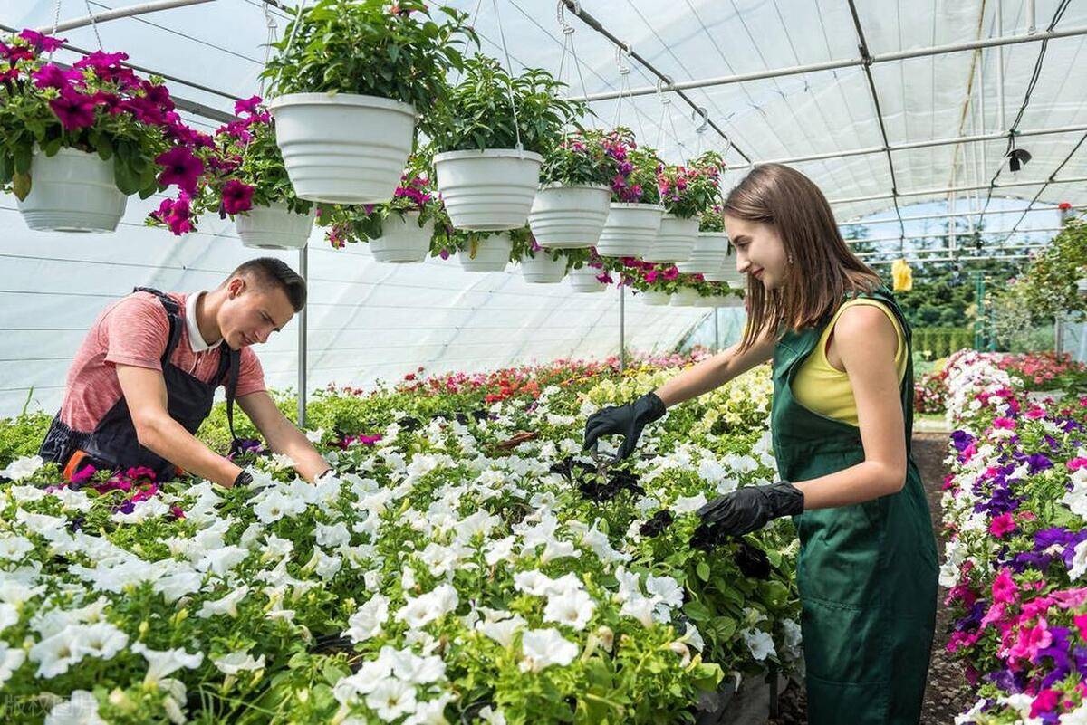 花卉园艺师证书有用吗?如何获得?