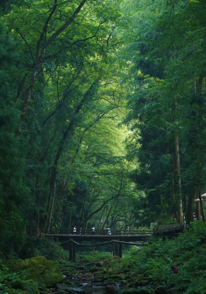 湖南张家界金鞭溪旅游景点我愿称金鞭溪为绿光森林