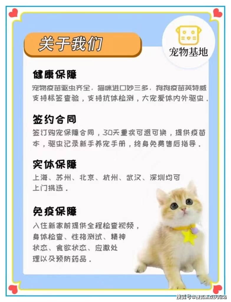 南京买银渐层首页网站丨银渐层什么价格南京银渐层什么价格丨买宠物