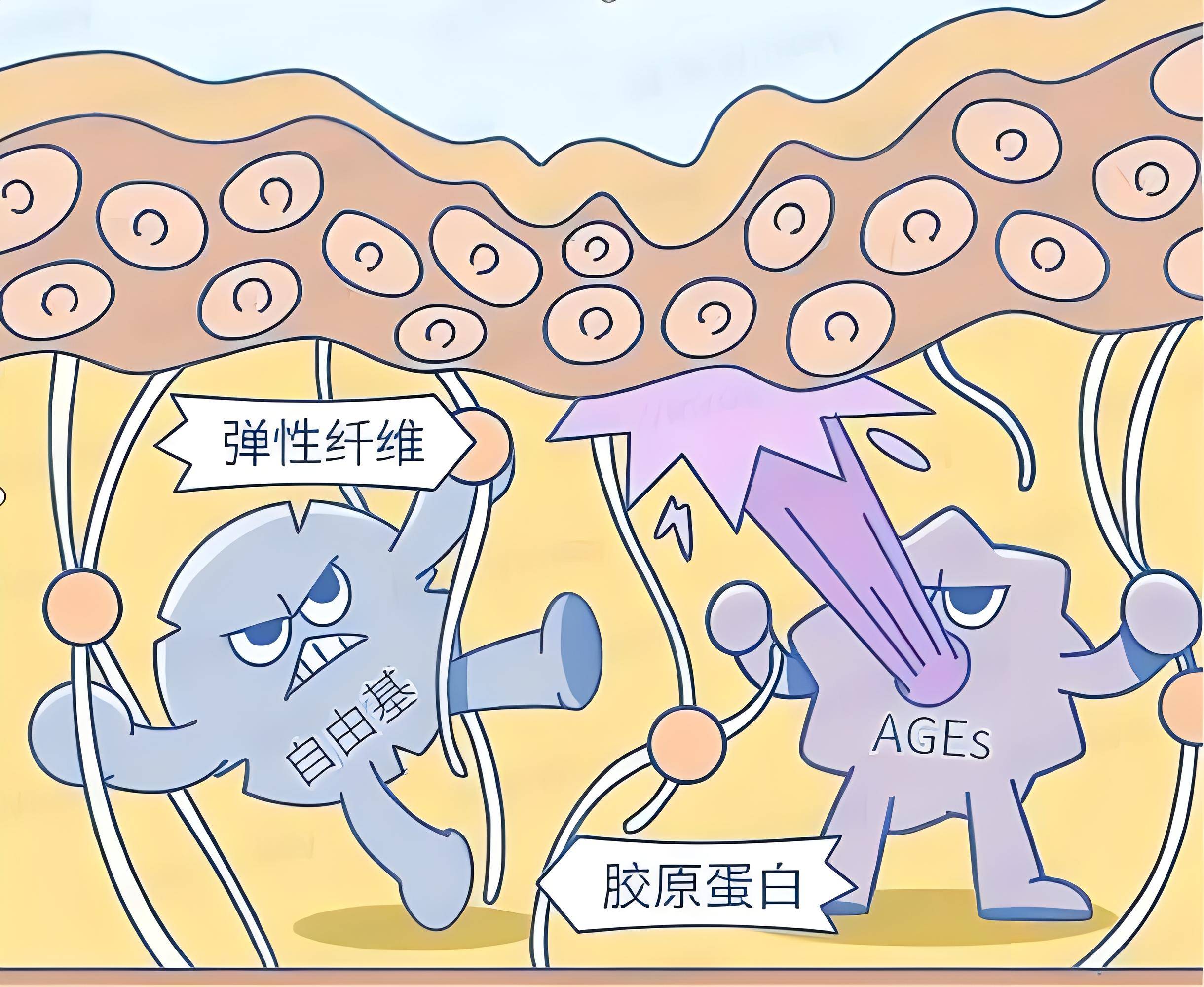 科普科普,弹性蛋白是一种纤维蛋白,能为