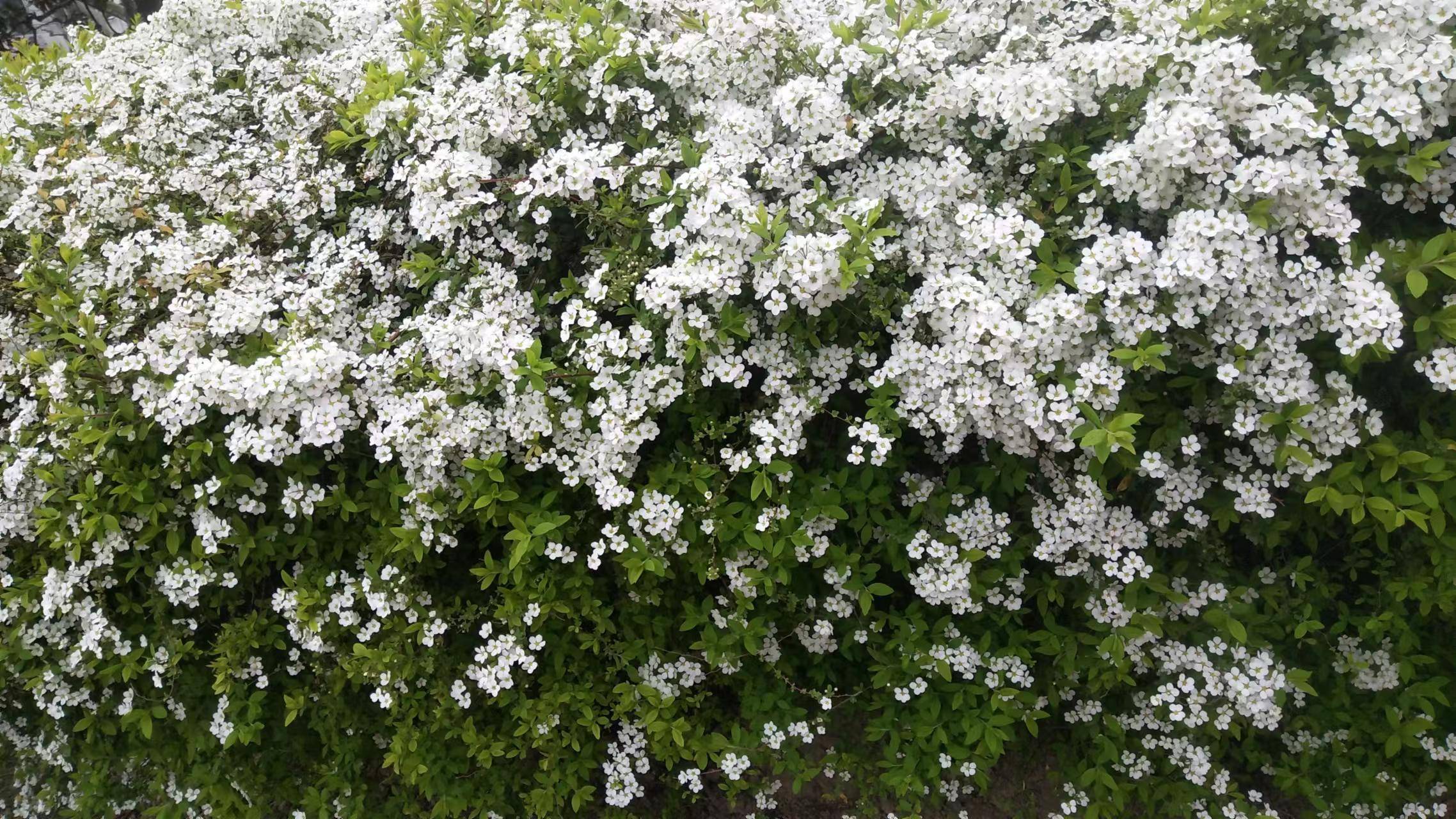 三月,"草树趣知春,花动艳惊城"_上海_树明_阴垂草