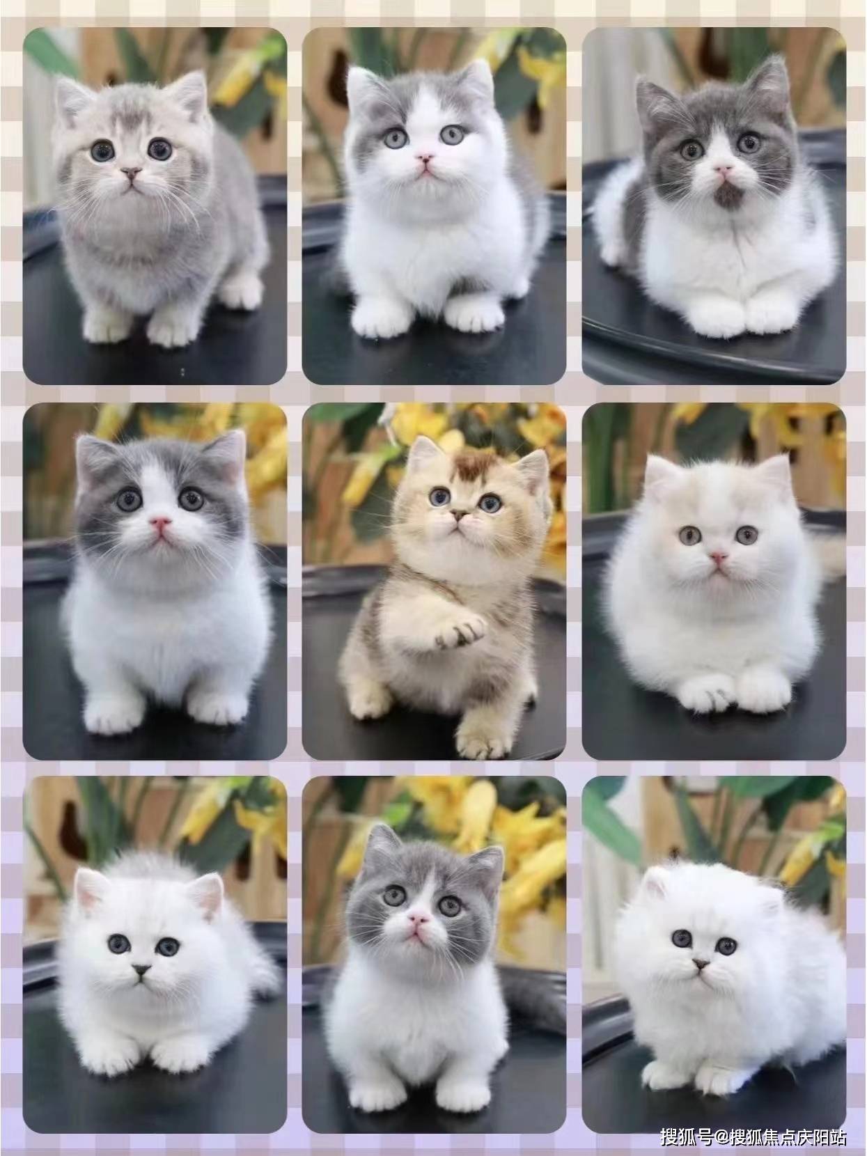 温州买布偶猫首页网站温州温州布偶猫什么价格丨温州买布偶猫去哪里买