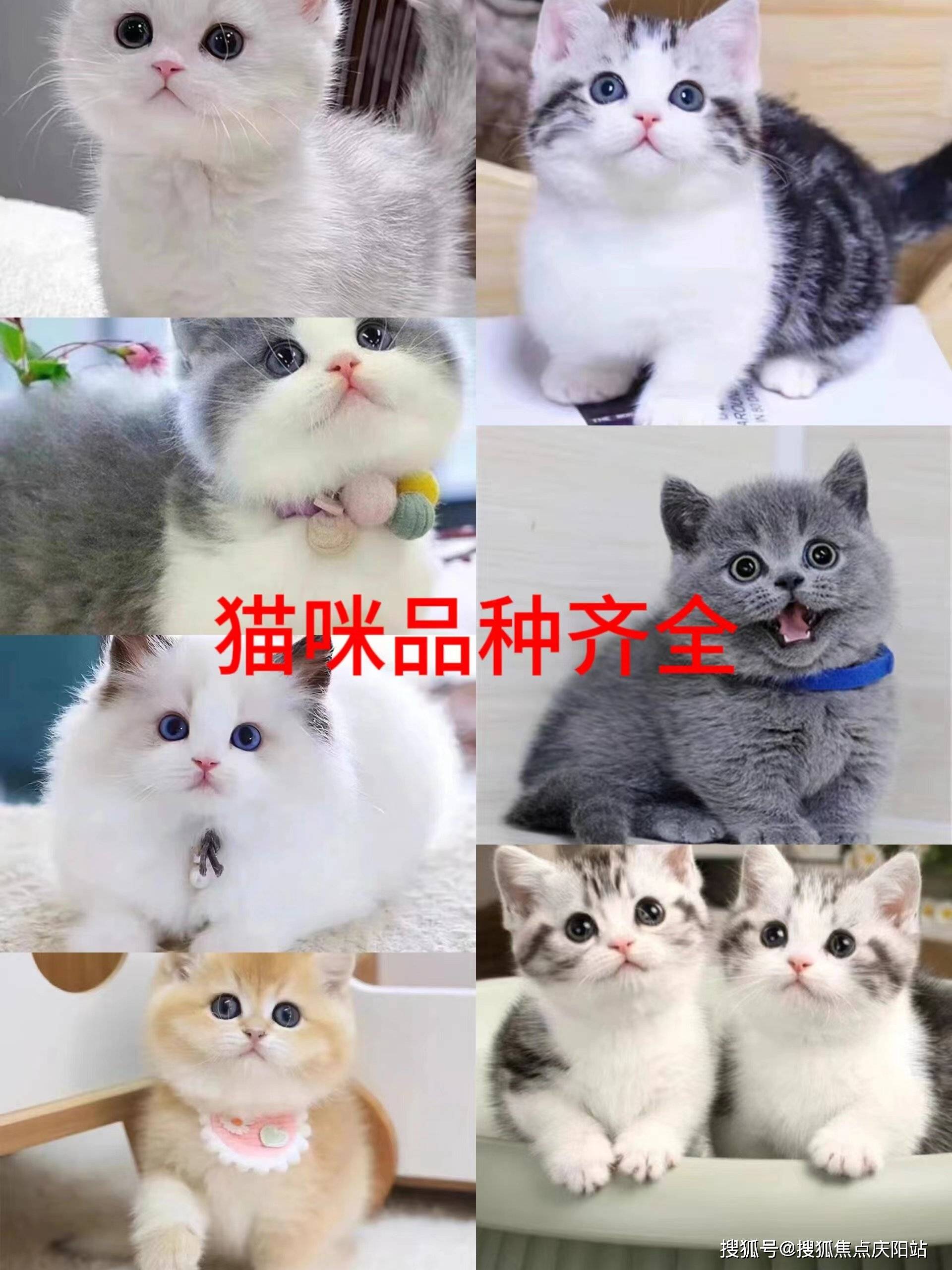 宁波买比熊首页网站丨比熊幼犬什么价格宁波比熊幼犬什么价格丨买宠物