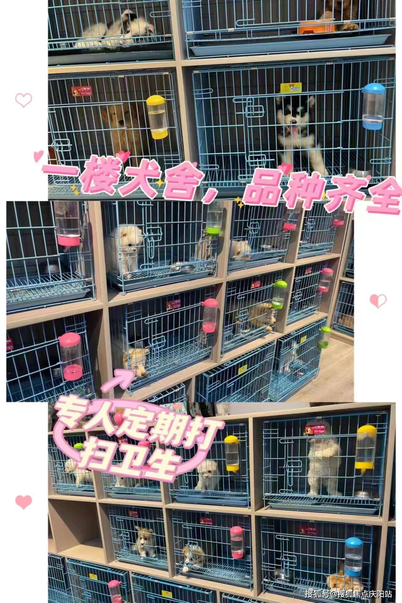 太原福安家宠物店(杏花岭店)位于:太原杏花岭区府东街12号旁,正规犬舍