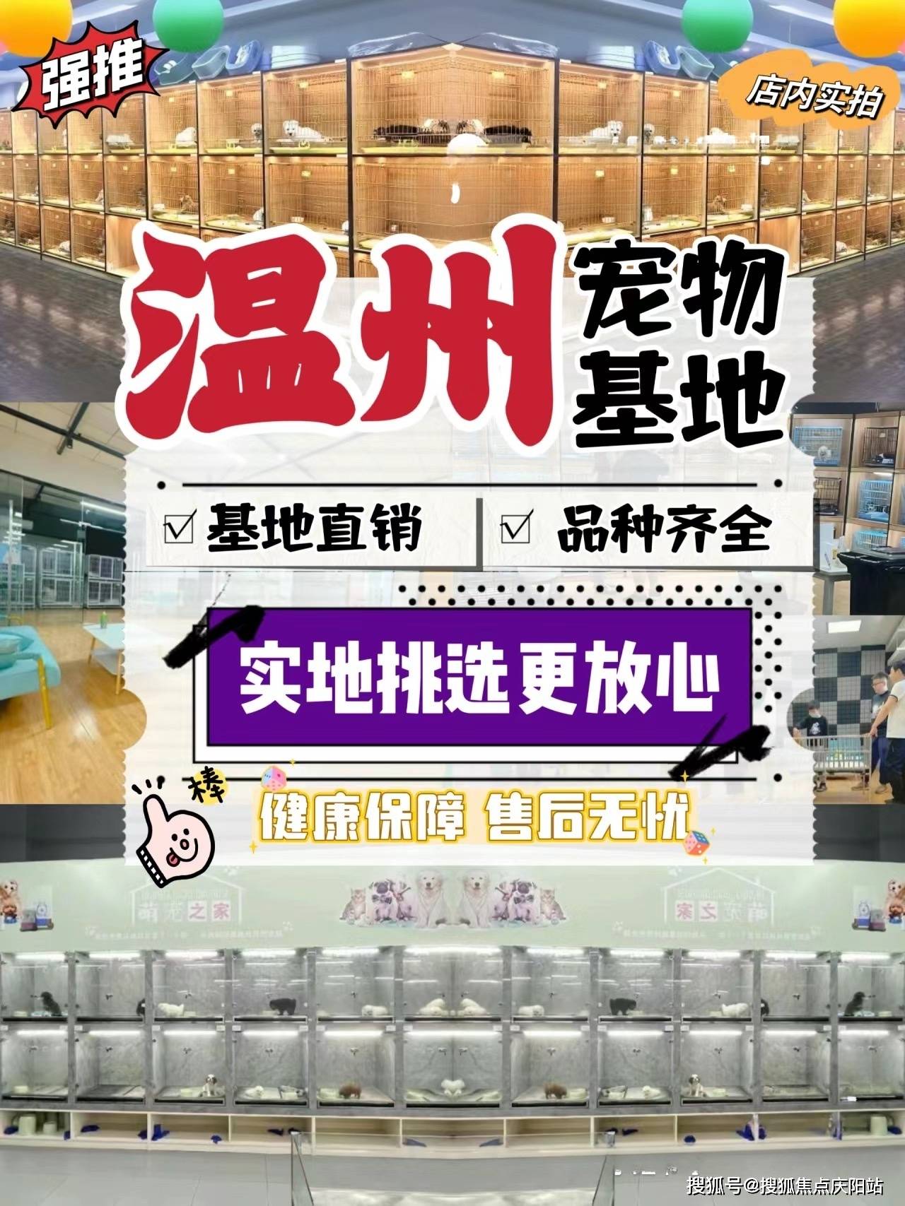 温州买暹罗猫首页网站温州温州哪里有暹罗猫卖丨温州买暹罗猫去哪里买