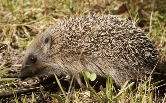原创刺猬也会有天敌吃刺猬像吃辣条看看它们是如何猎杀刺猬的