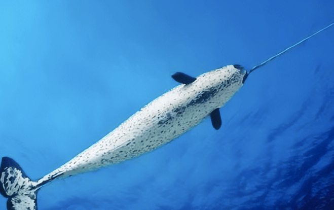 在体色上,年幼的独角鲸通常为棕灰色或者紫灰色.