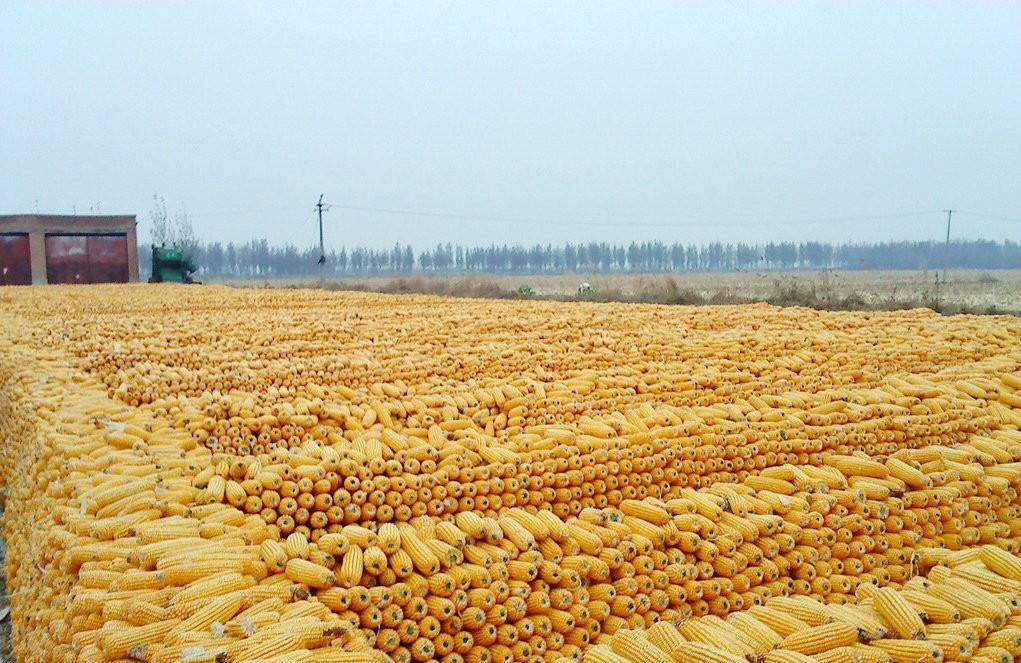 没有硝烟的大豆战争四大粮商合伙针对中国不料兵败中储粮