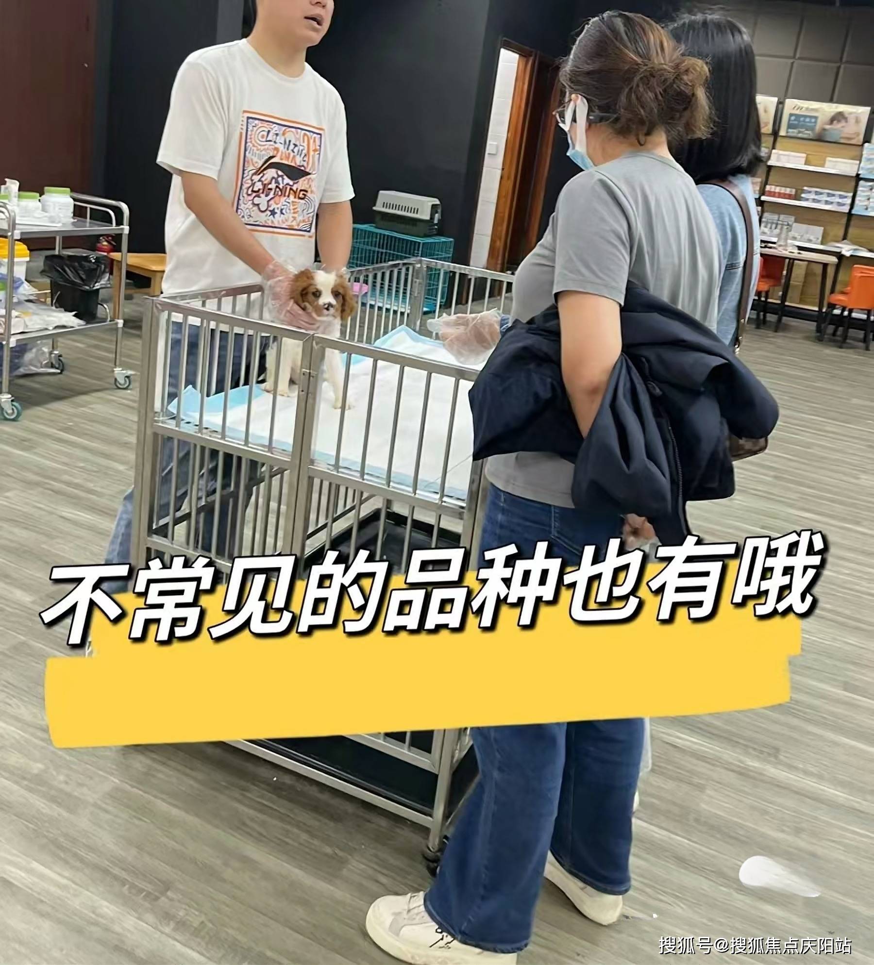 杭州金毛首页网站杭州杭州金毛哪里便宜丨杭州金毛哪里便宜