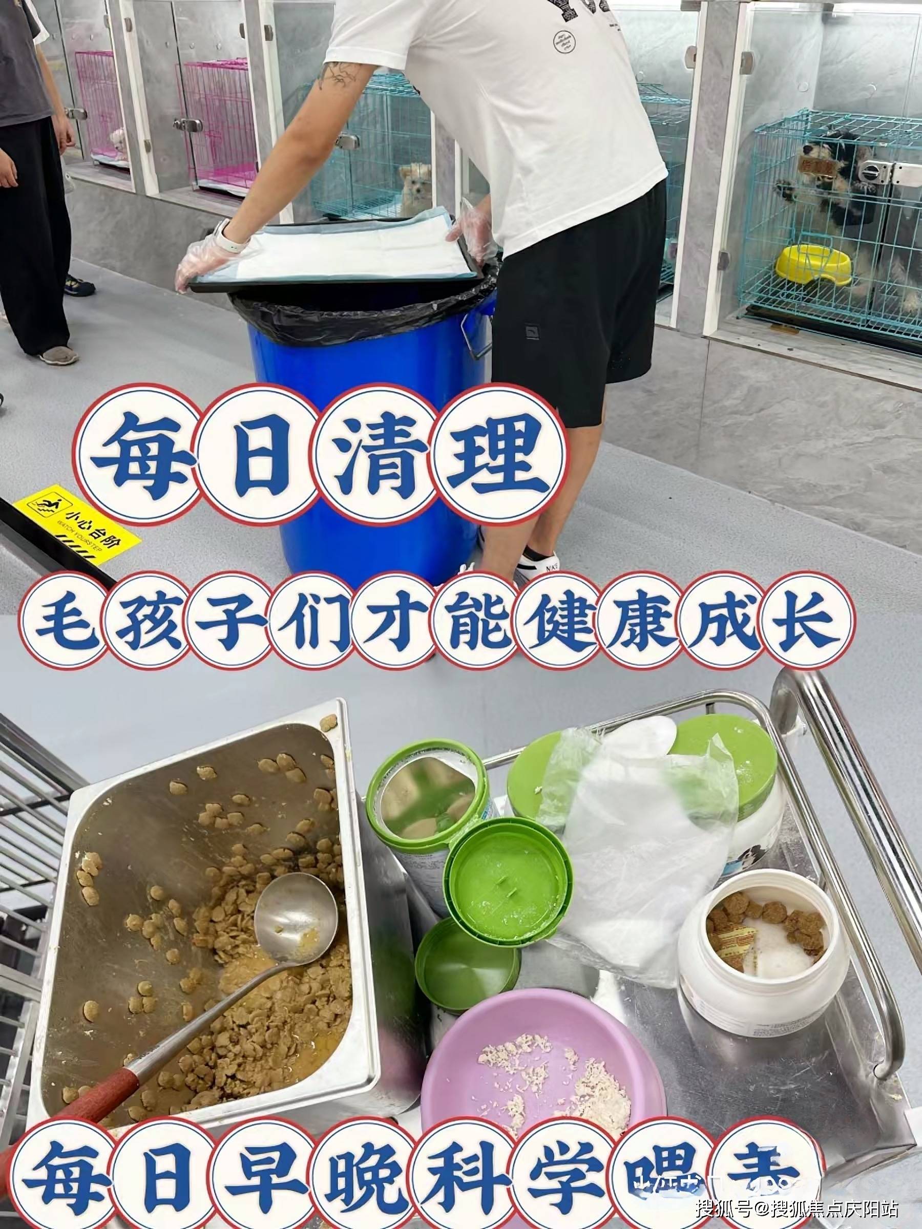 无锡买博美狗狗首页网站无锡博美狗狗什么价格丨无锡博美狗狗什么价格