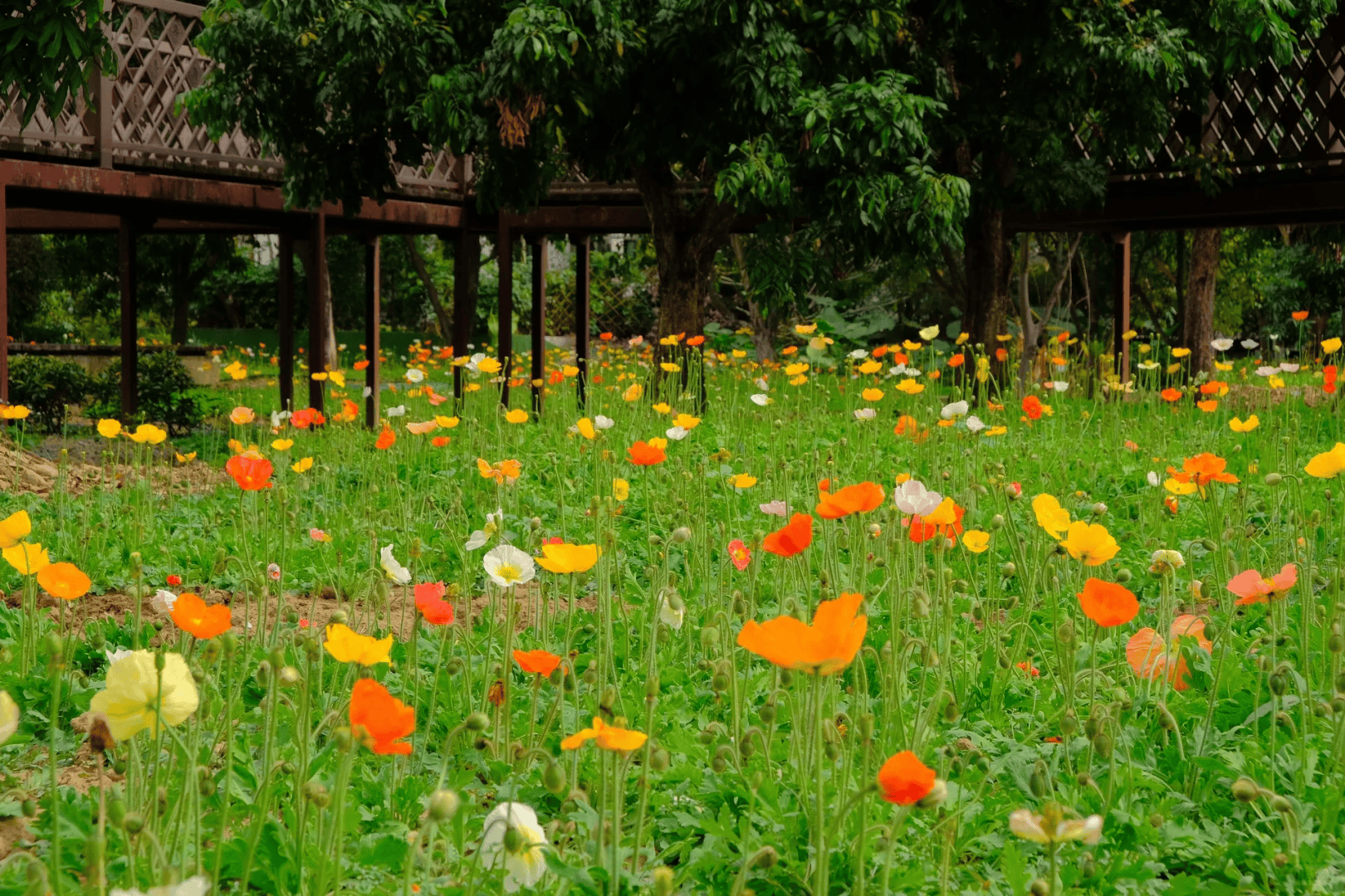 广州春天赏花都去哪里这几个绝美赏花地请收好