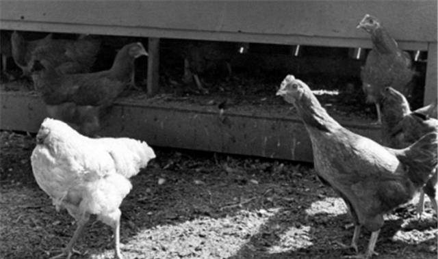 原创70年代美国无头鸡麦克头部被砍掉还活了18个月还举行全美巡演