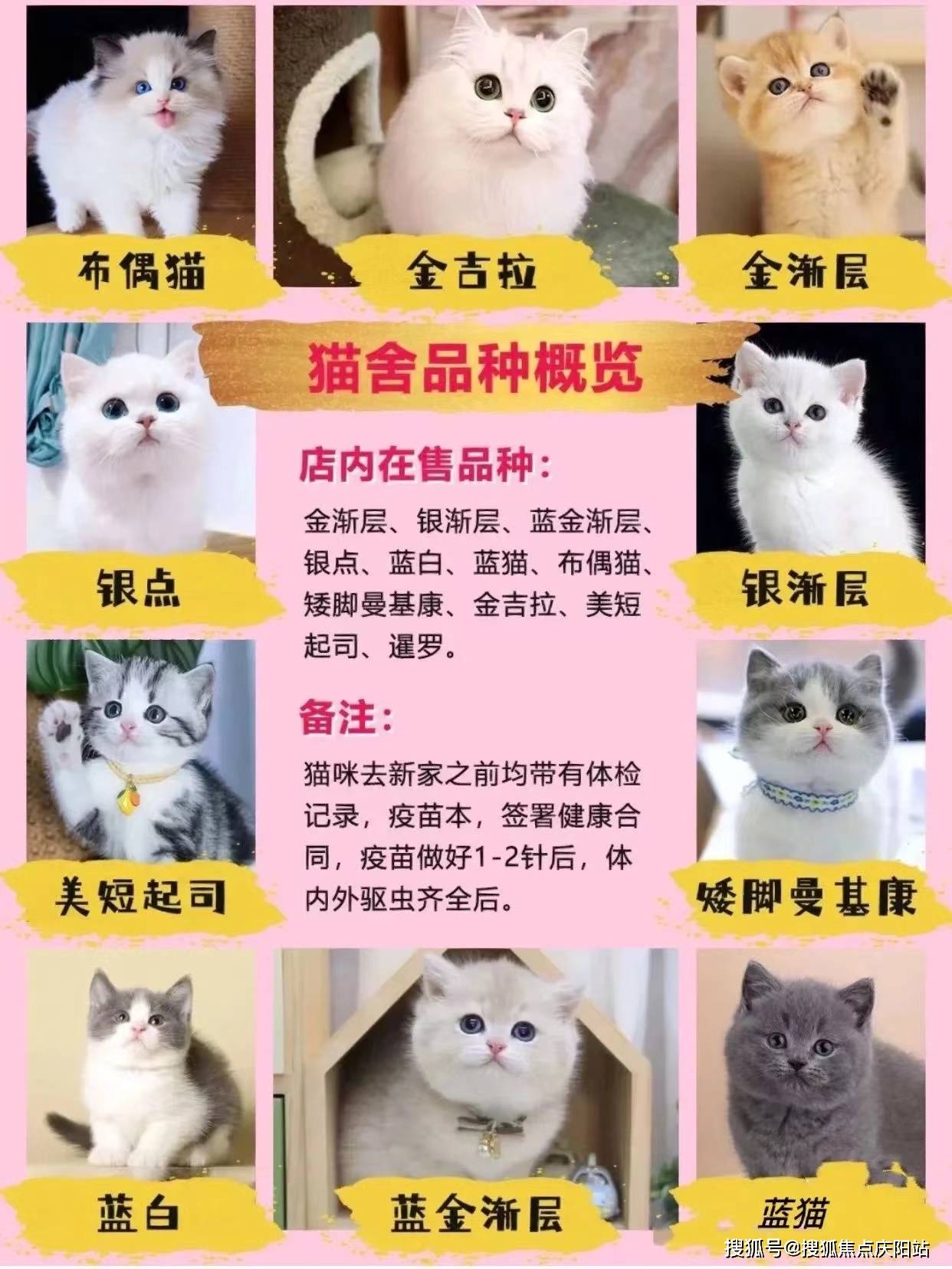 长沙买宠物首页网站(长沙)哪里有便宜的猫狗市场丨哪里有便宜的猫狗