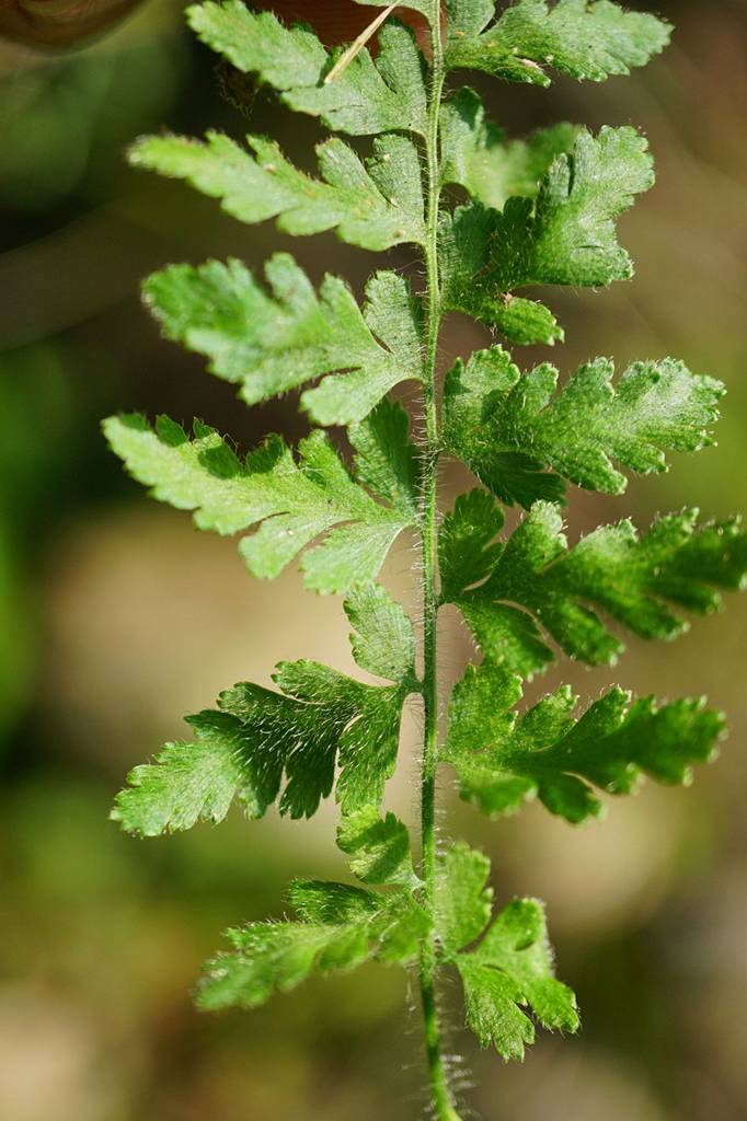 我见到的山东本土野生植物五