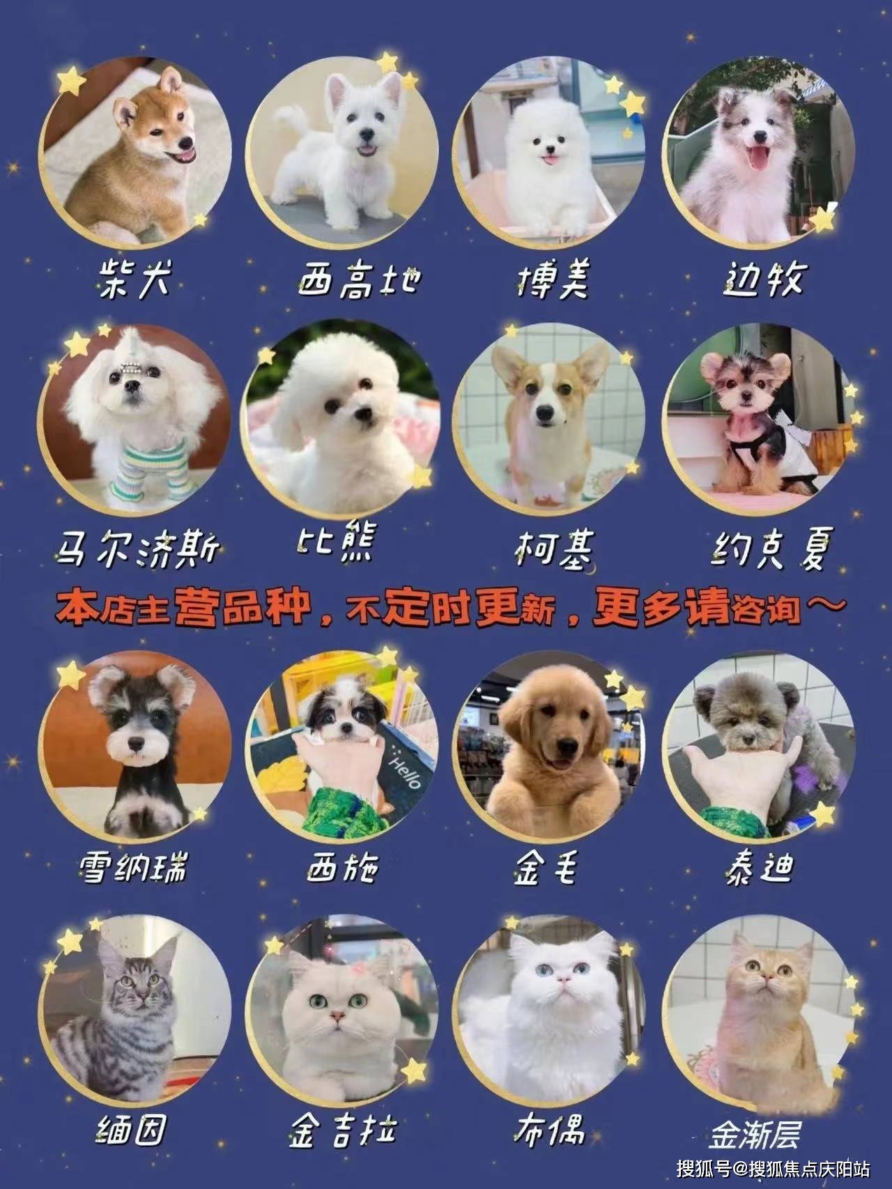 长沙缅因猫首页网站长沙缅因猫最好去哪里买丨缅因猫最好去哪里买