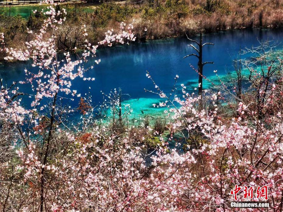绝美!九寨沟野桃花盛开 漫山花海如诗如画-搜狐大视野-搜狐新闻
