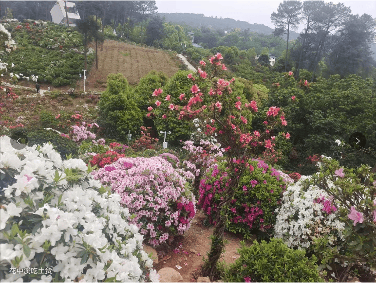 南山放牛村杜鹃花路线图片