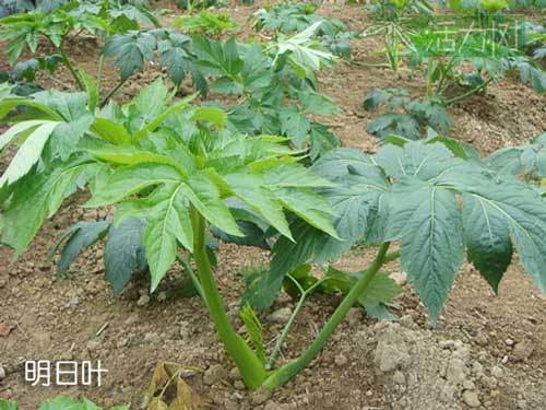 为什么称明日叶为健康长寿菜