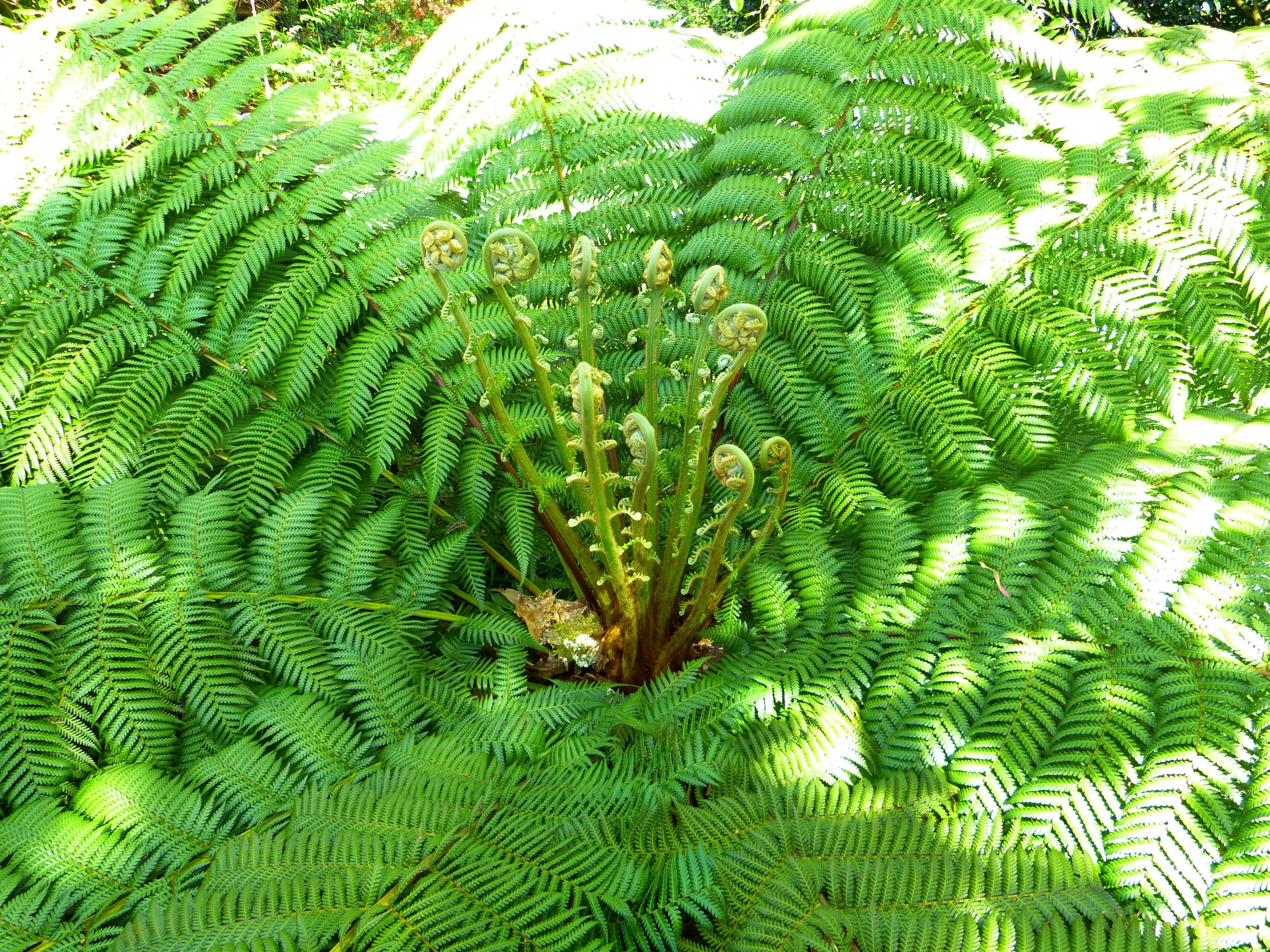 蕨菜(蕨科蕨属植物)