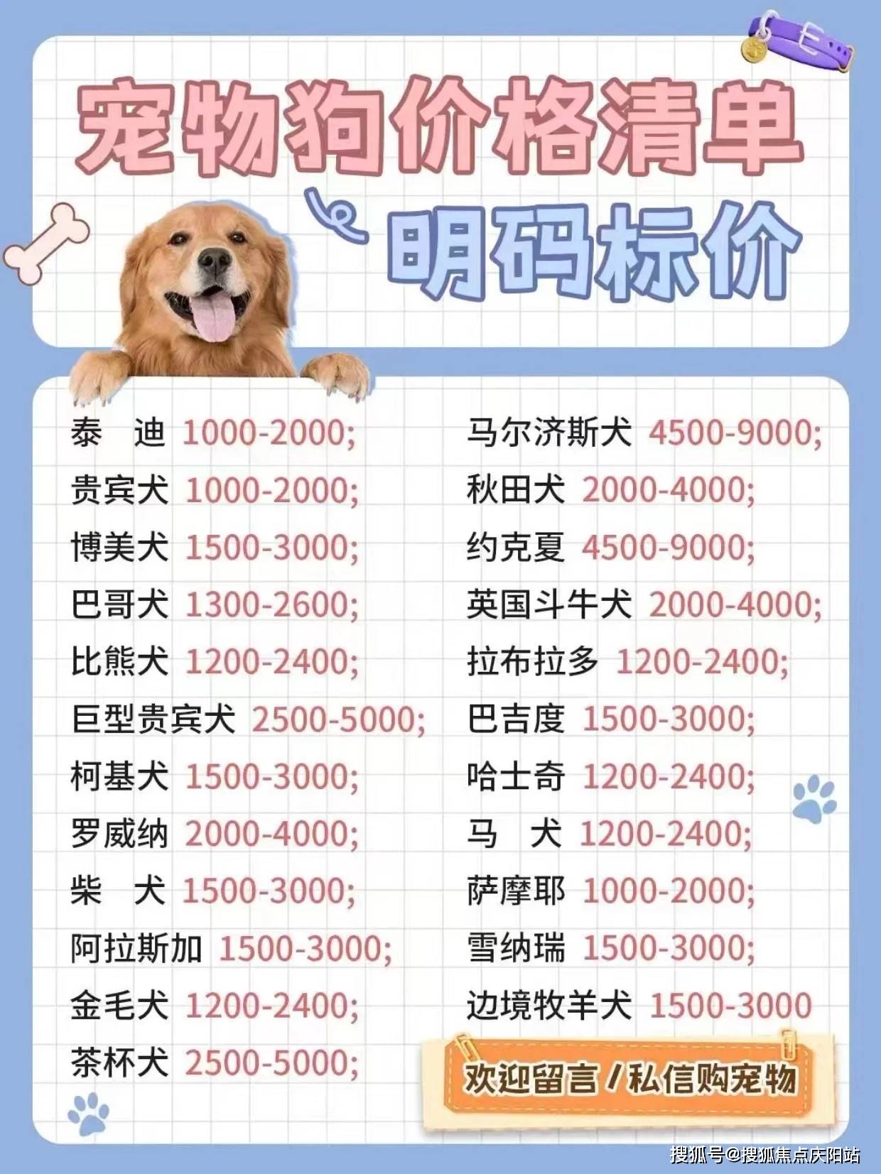 南昌买银渐层首页网站南昌哪里有卖银渐层的地方丨南昌哪有卖银渐层的