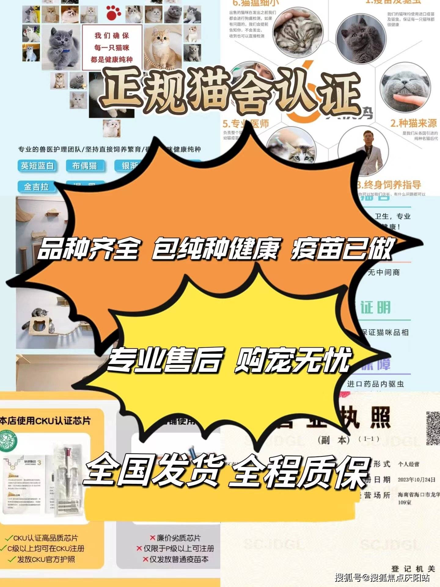 泉州柯基犬首页网站泉州泉州哪里有柯基犬卖丨泉州哪里有柯基犬卖
