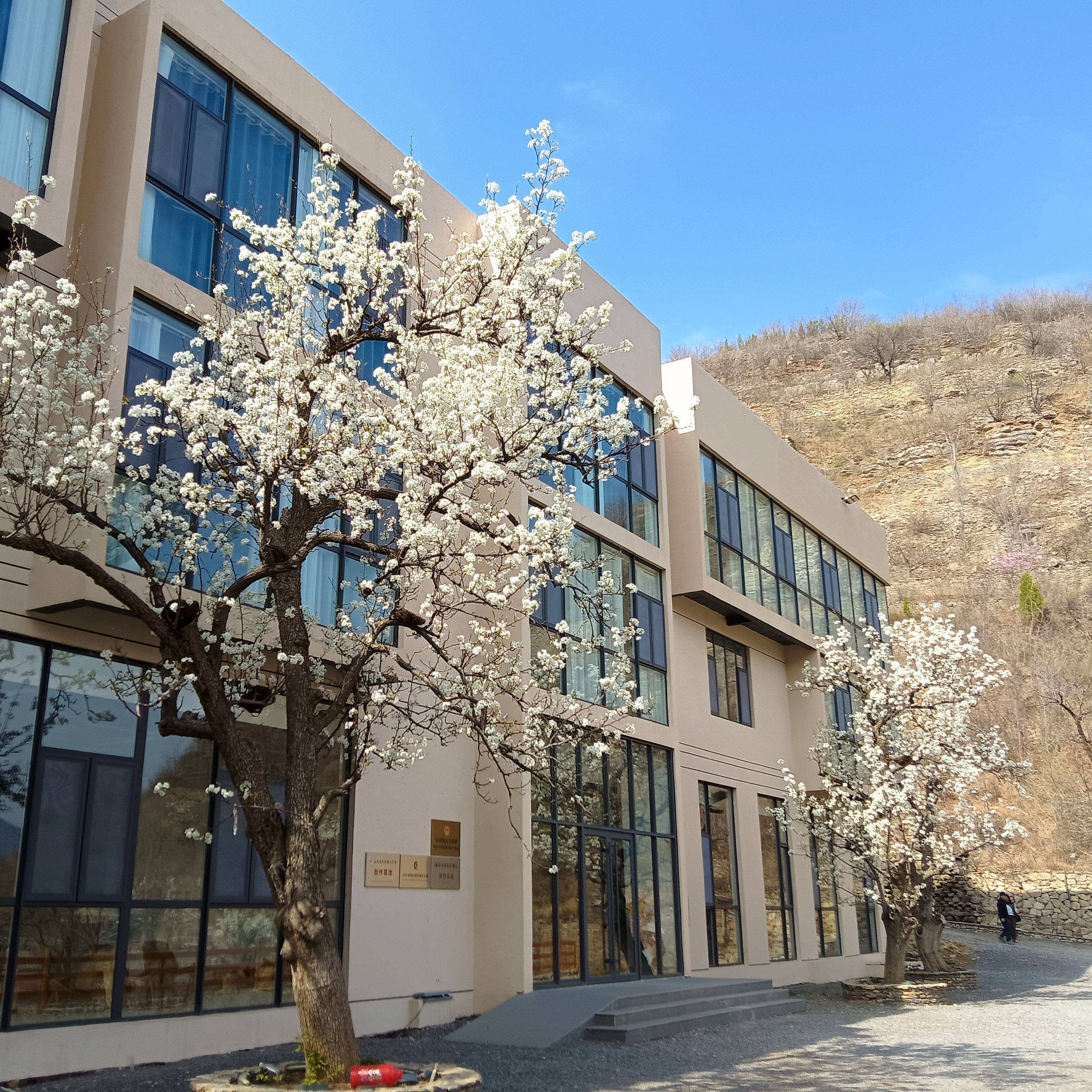 当日,2024中国淄博峨庄下端士生态梨花节开幕.