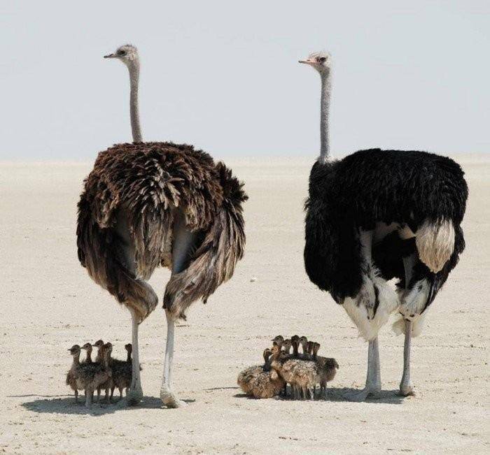 一个倒霉的车主,竟然与一条鱼发生了车祸,想象一下和保险公司的对话