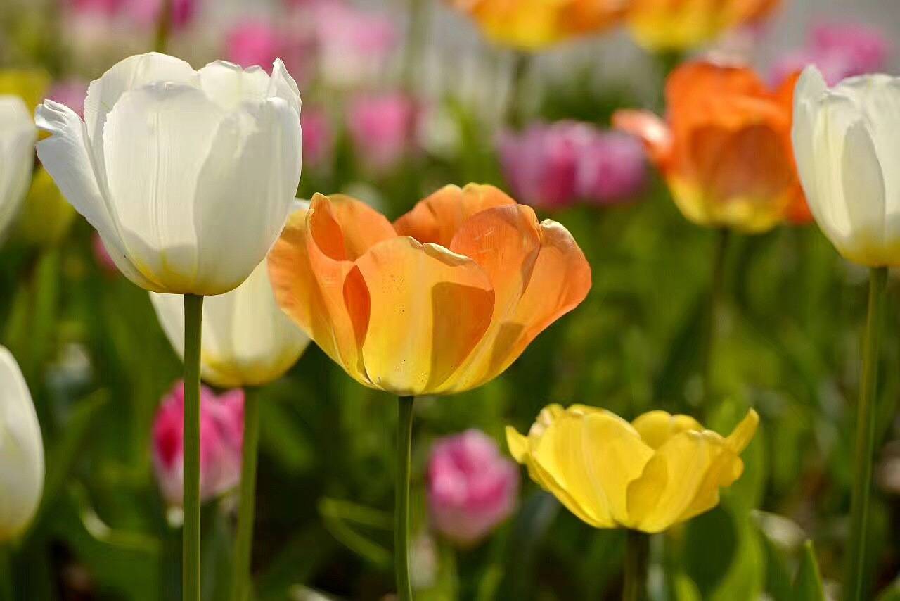 美丽的泡沫:永远的奥古斯都_郁金香_人们_荷兰