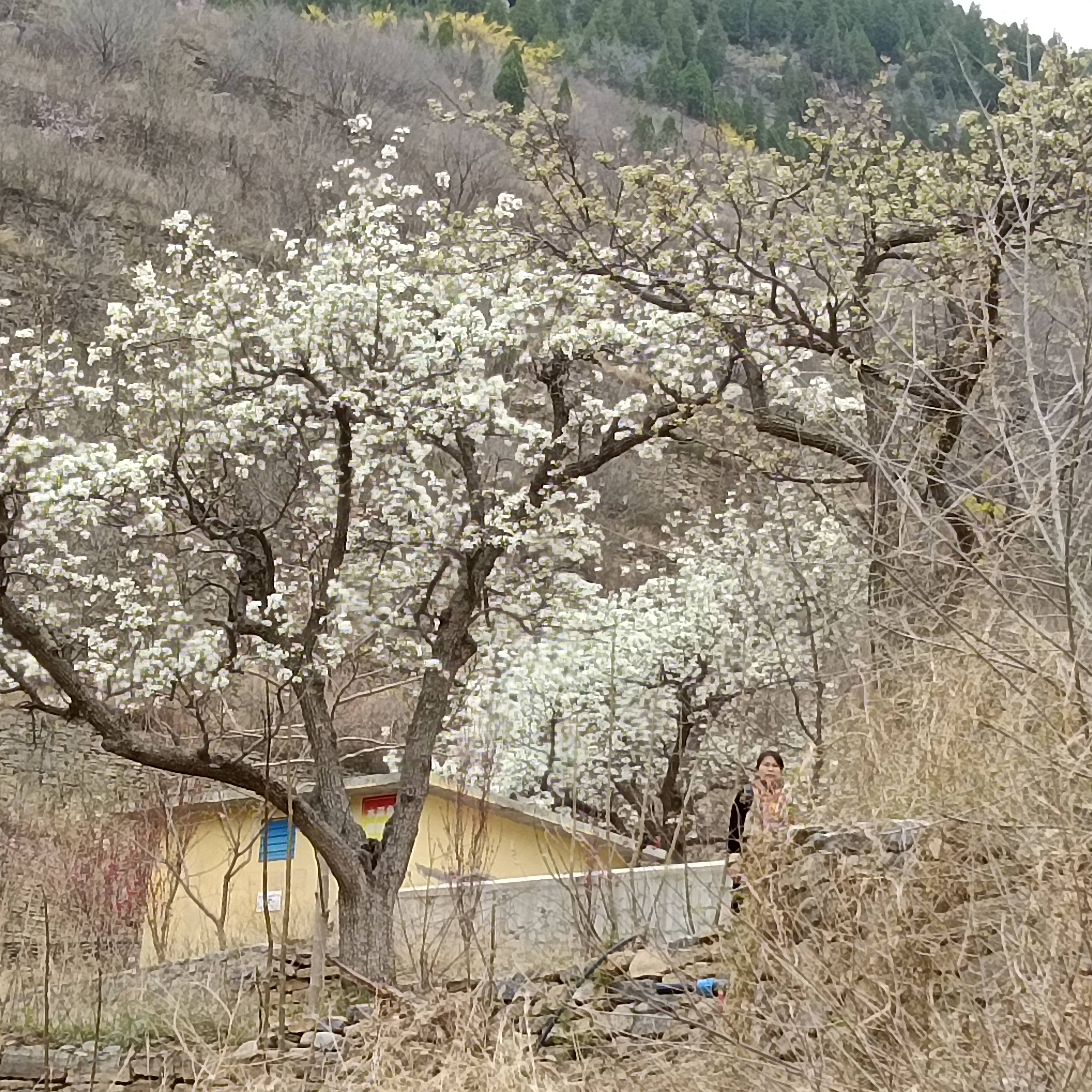 当日,2024中国淄博峨庄下端士生态梨花节开幕.