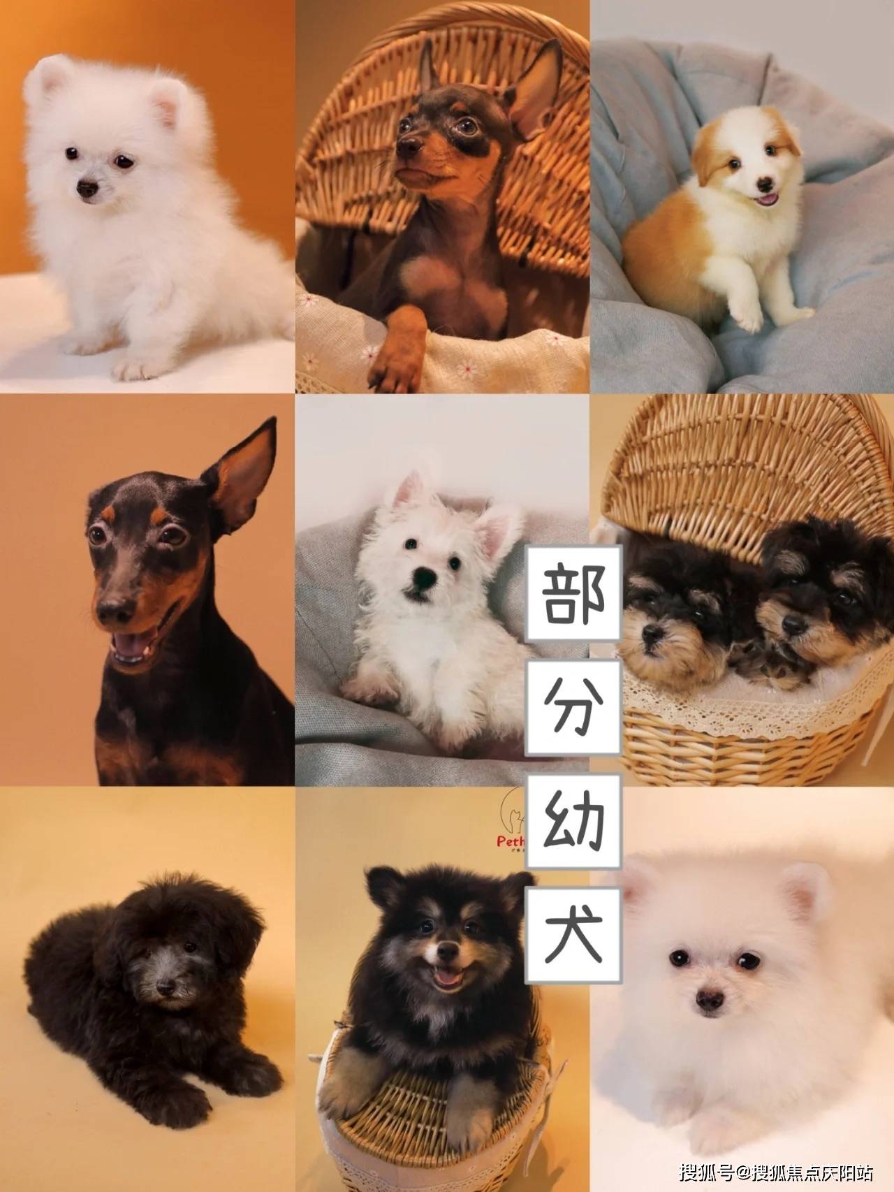 常州新北区买泰迪犬在哪里买靠谱又便宜?