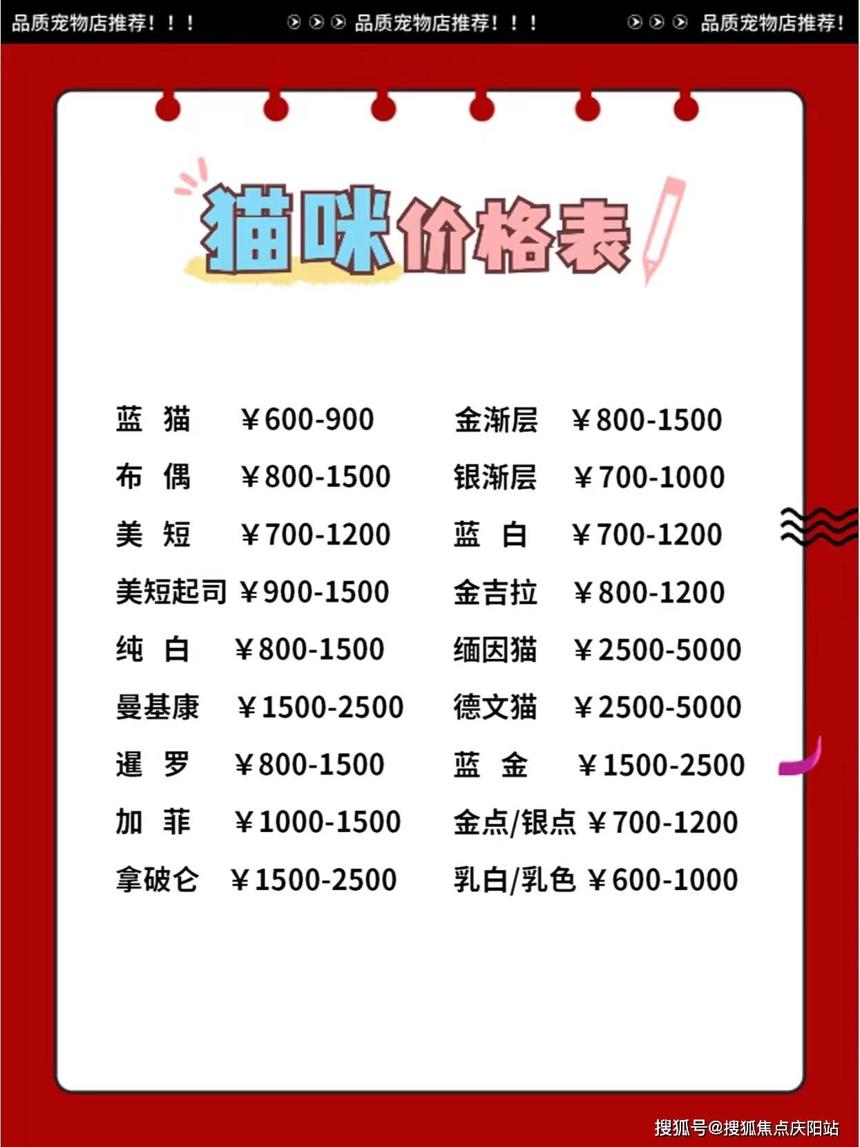 买布偶首页网站丨杭州上城区布偶猫咪多少钱一只