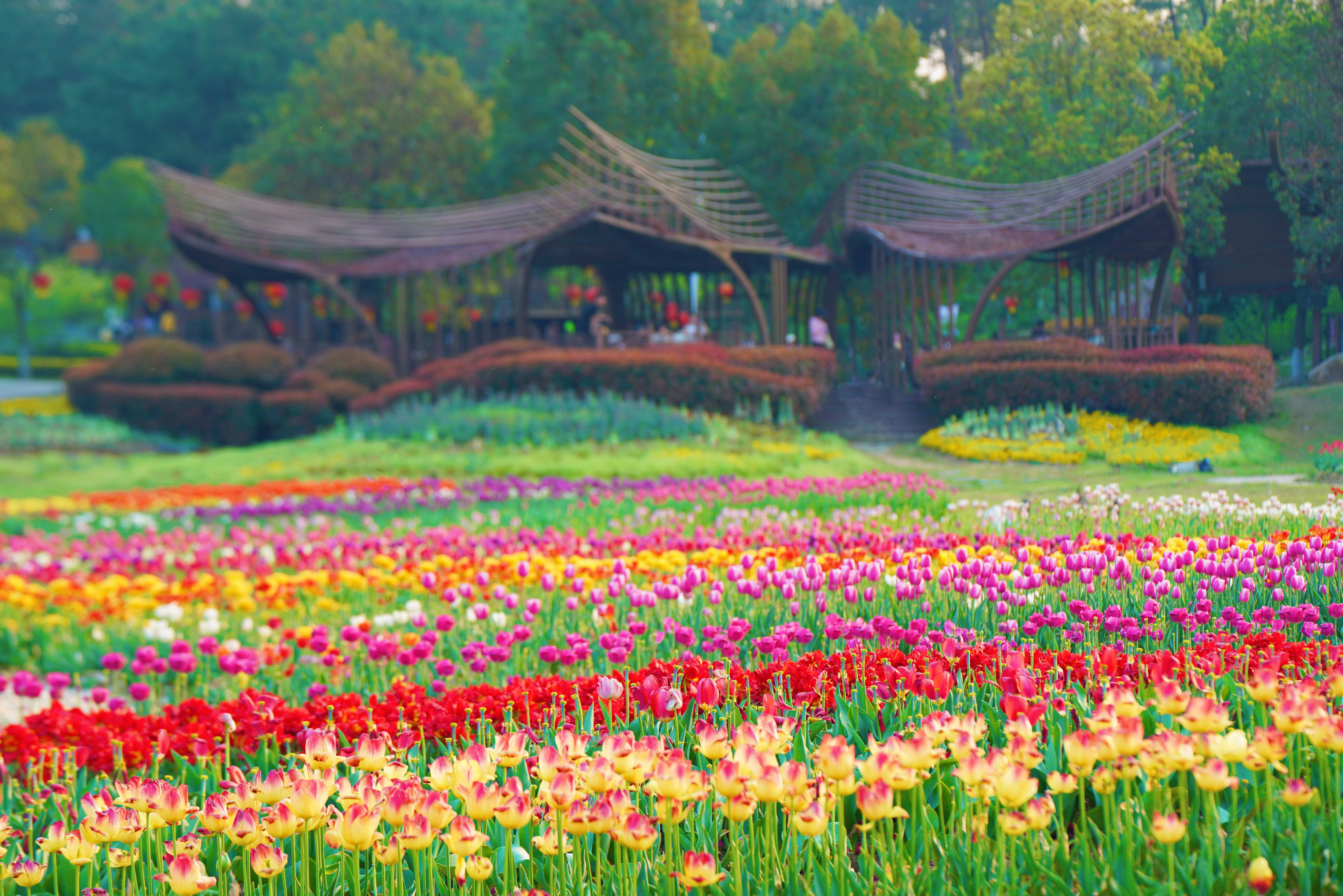 附近花海旅游景点图片