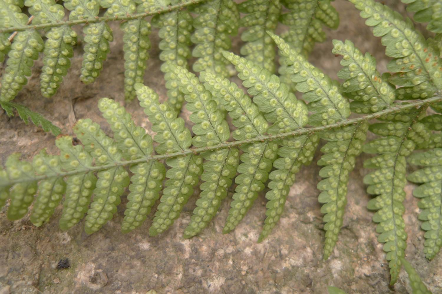 我见到的山东本土野生植物(29)两色鳞毛蕨