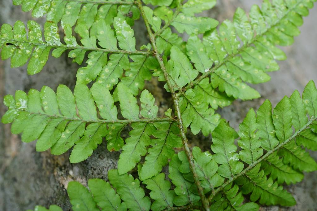 我见到的山东本土野生植物(31)中华鳞毛蕨_棕色_叶柄_鳞片