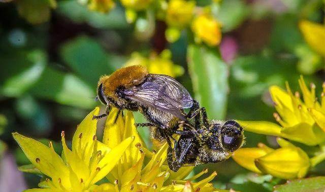 原创养蜂大叔的甜蜜事业带娇妻幼子四海为家缔造人与蜜蜂自然和谐