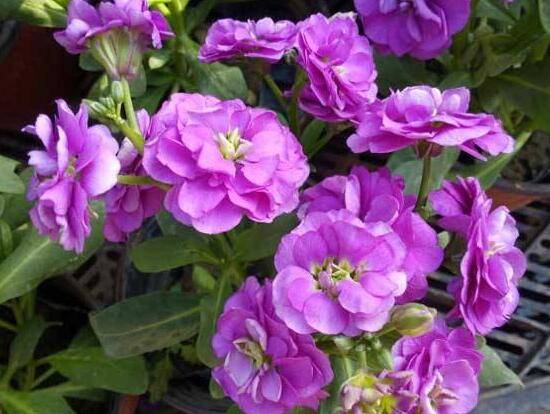 紫罗兰寓意什么_蓝色_颜色_意思