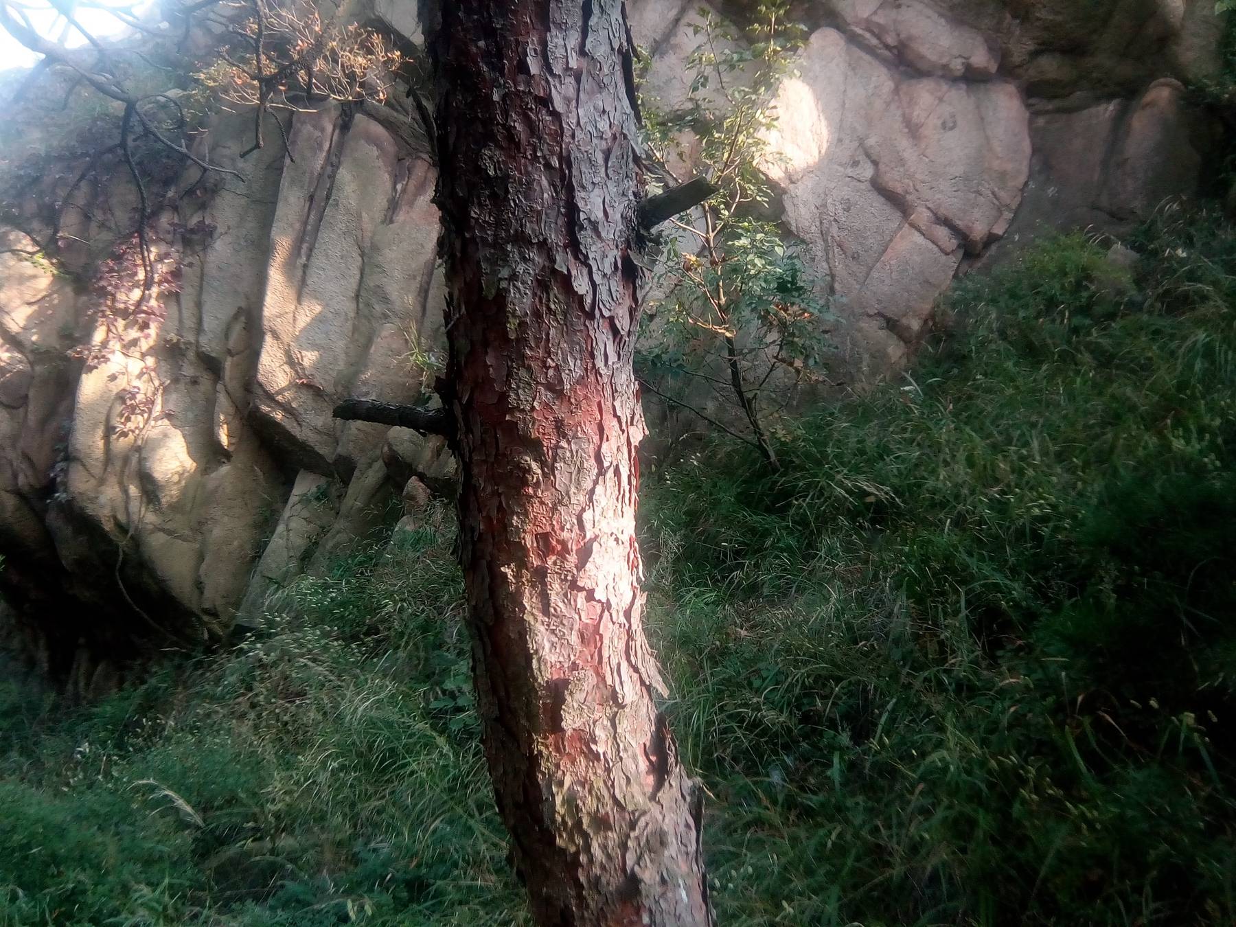 我见到的山东本土野生植物